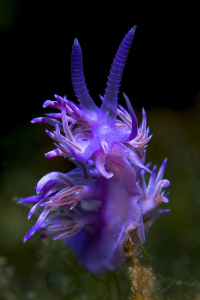 One of my favorite nudis. Flabellina affinis. by Roland Bach 